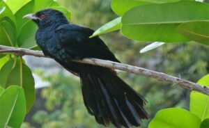 a black bird sitting on a branch